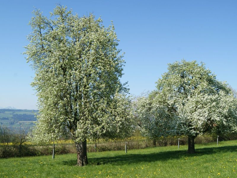 Birnenbäume in Blüte.JPG